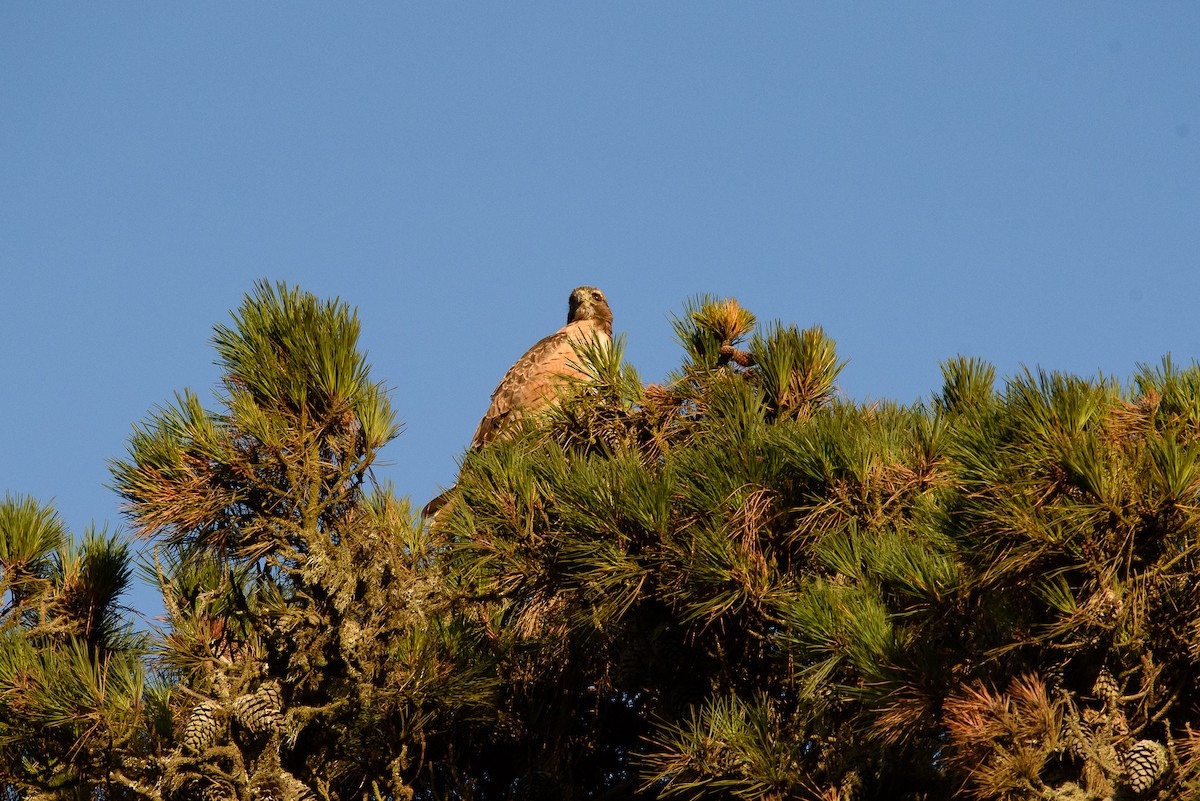 Red-tailed Hawk - ML346640181