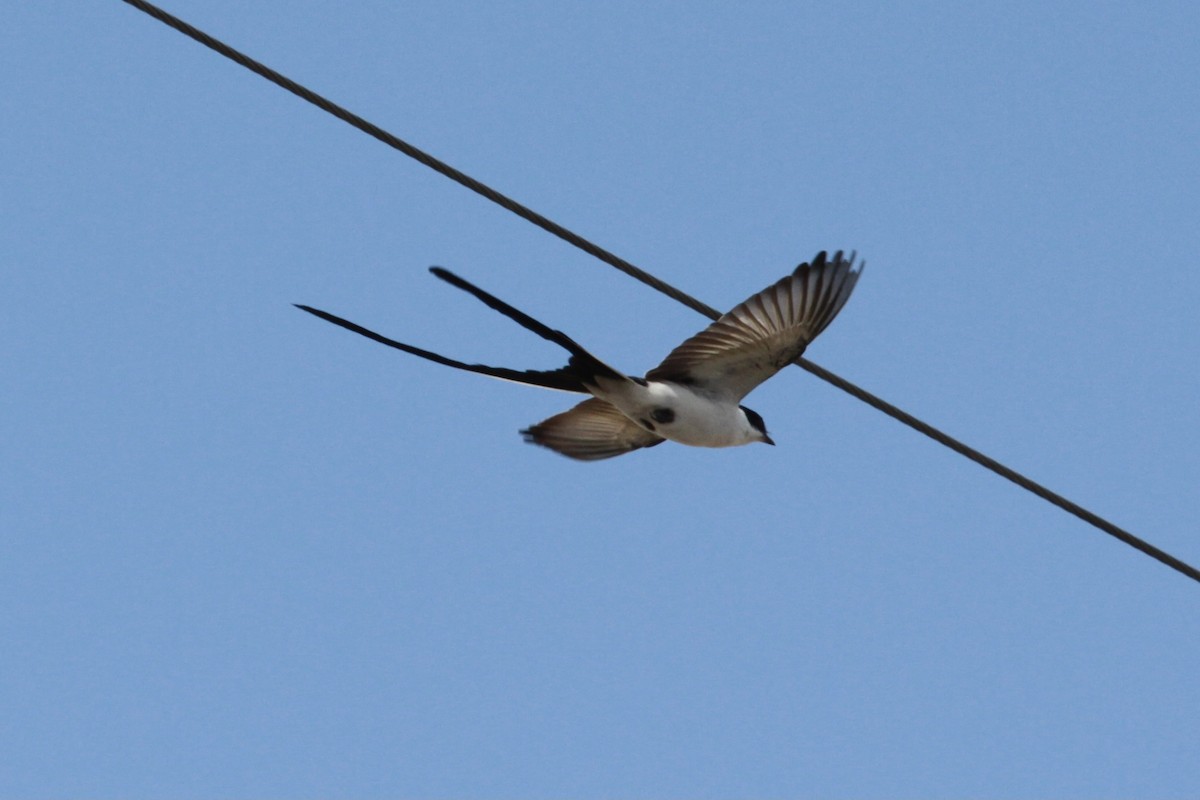 Fork-tailed Flycatcher - ML346641001