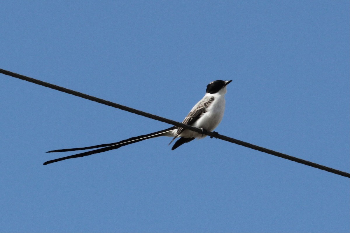 Fork-tailed Flycatcher - ML346641081