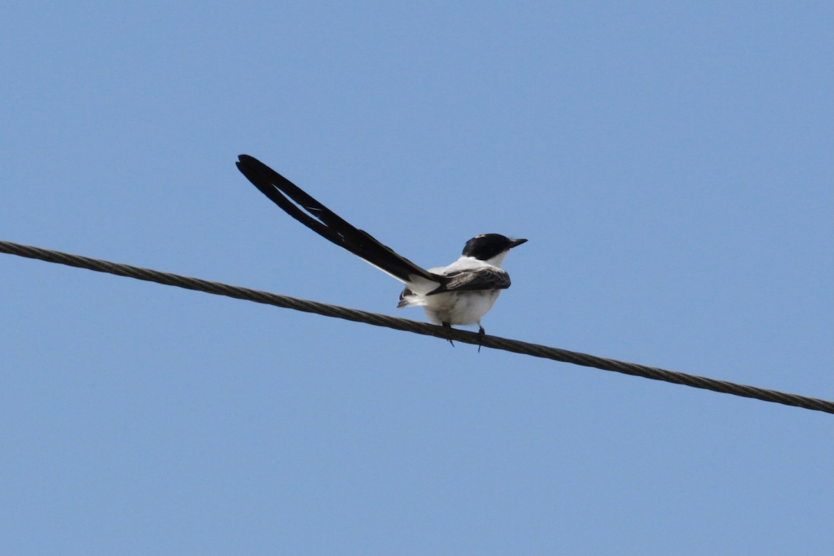 Fork-tailed Flycatcher - ML346641091