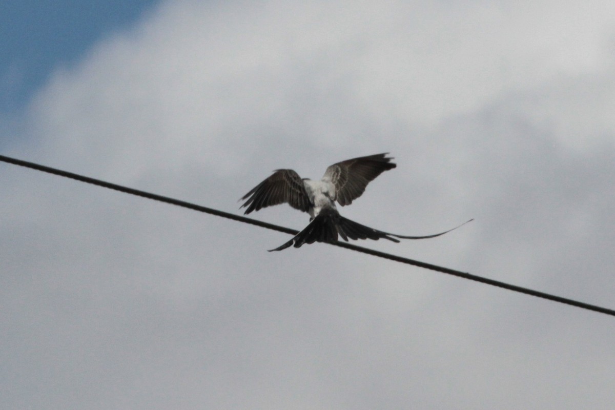 Fork-tailed Flycatcher - ML346641101
