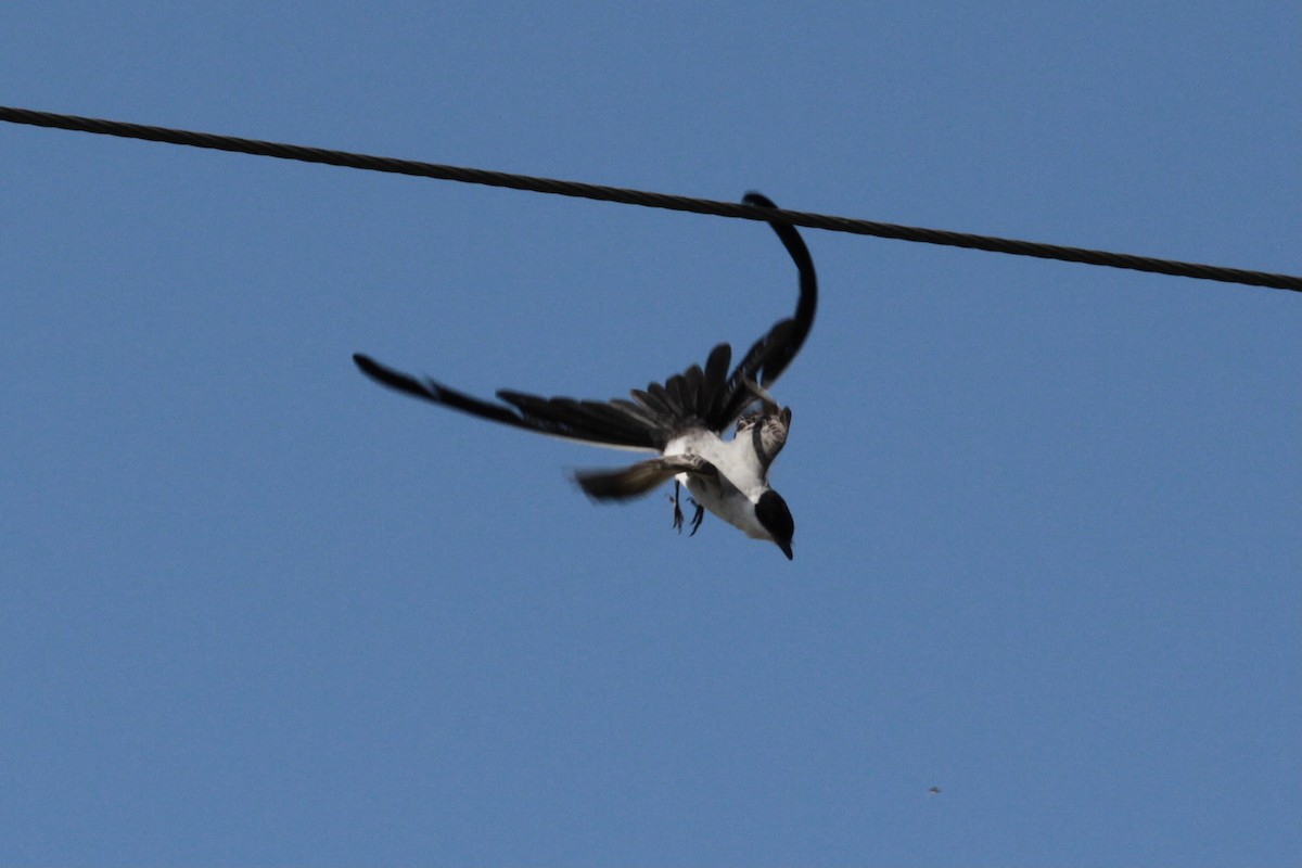 Fork-tailed Flycatcher - ML346641131