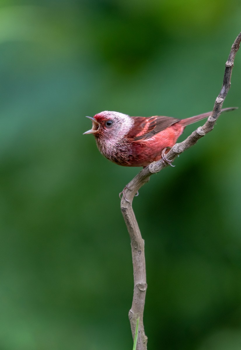 Pink-headed Warbler - ML346641251