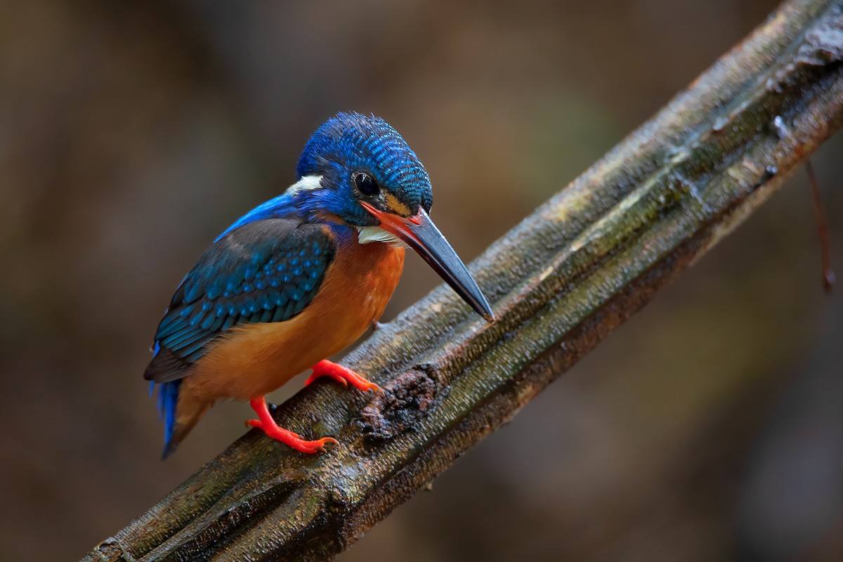 Blue-eared Kingfisher - ML346643891