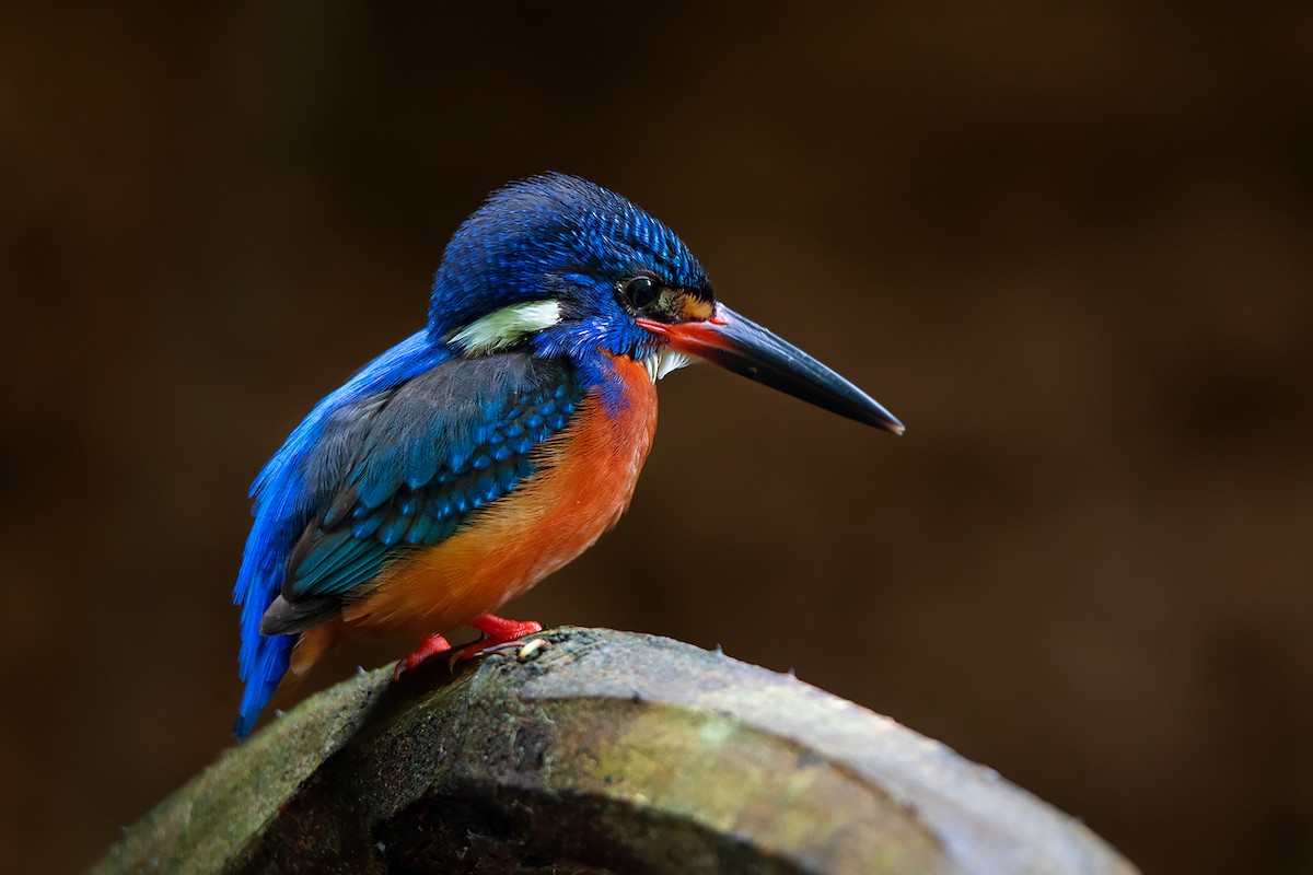 Blue-eared Kingfisher - ML346643901