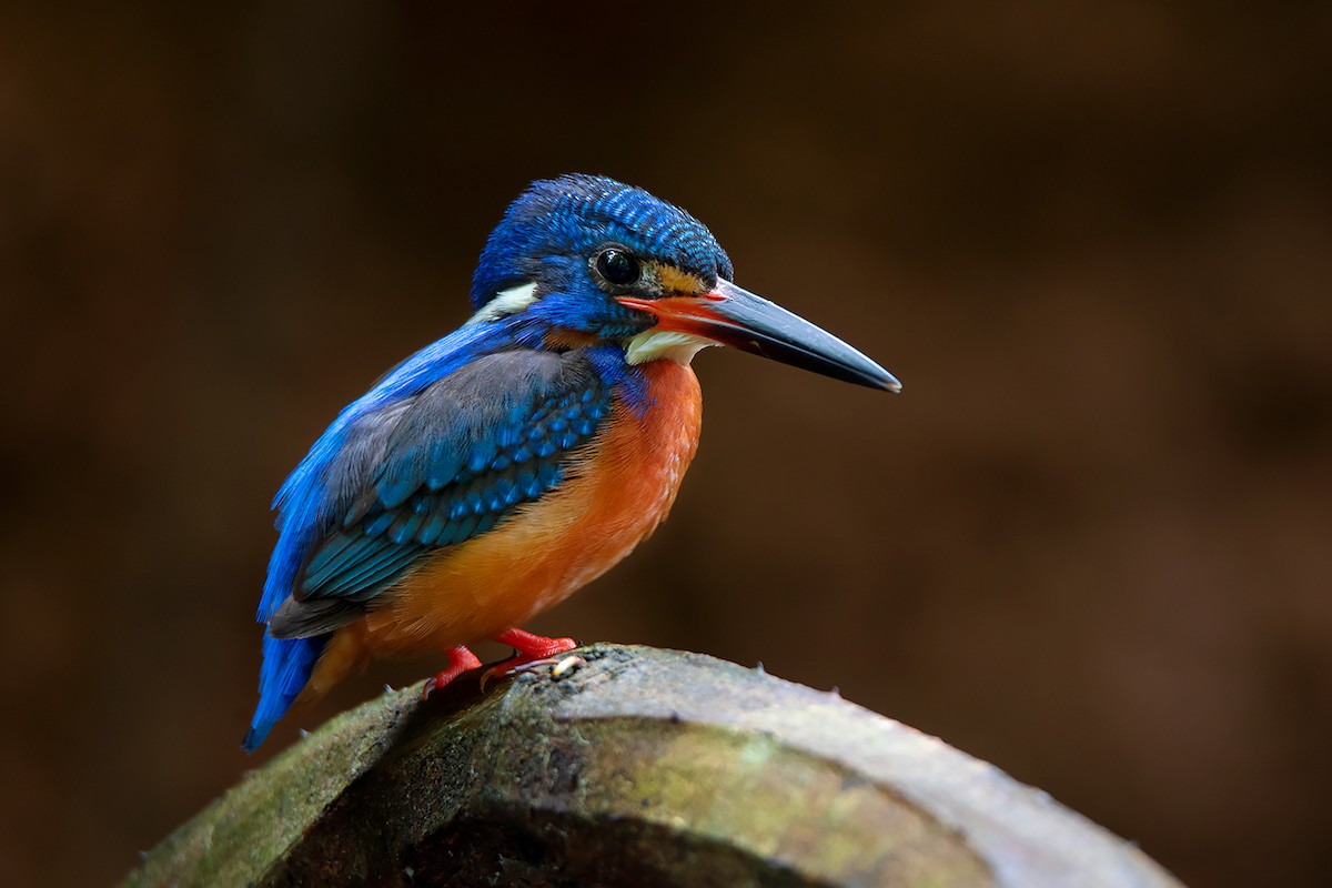 Blue-eared Kingfisher - ML346643911