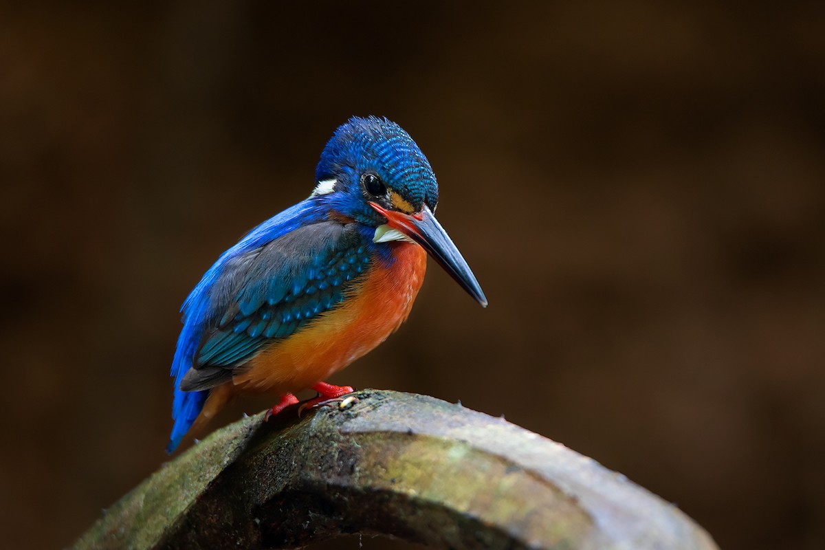 Blue-eared Kingfisher - ML346643941