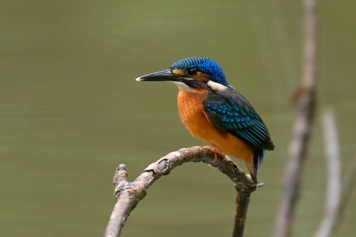 Blue-eared Kingfisher - Ayuwat Jearwattanakanok