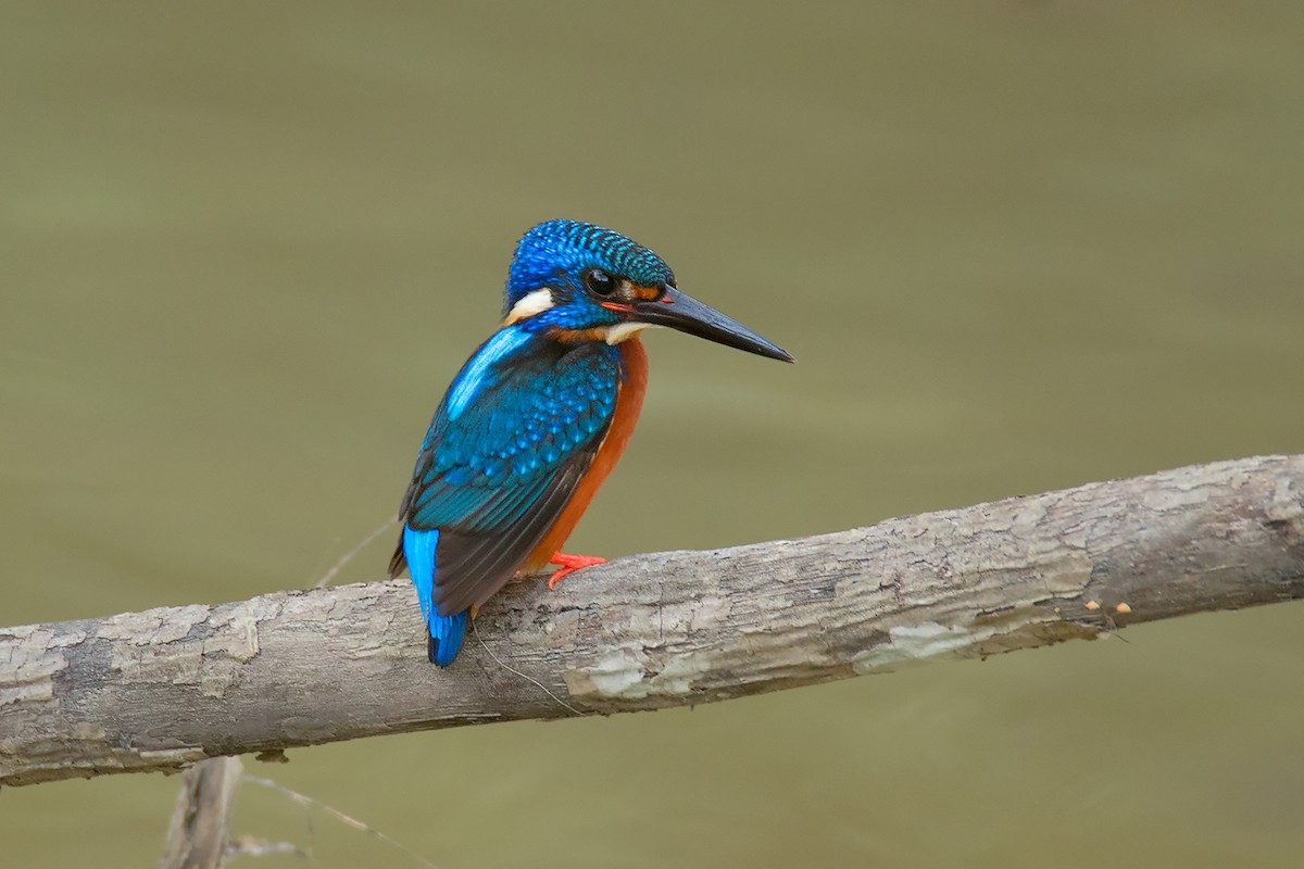 Blue-eared Kingfisher - Ayuwat Jearwattanakanok
