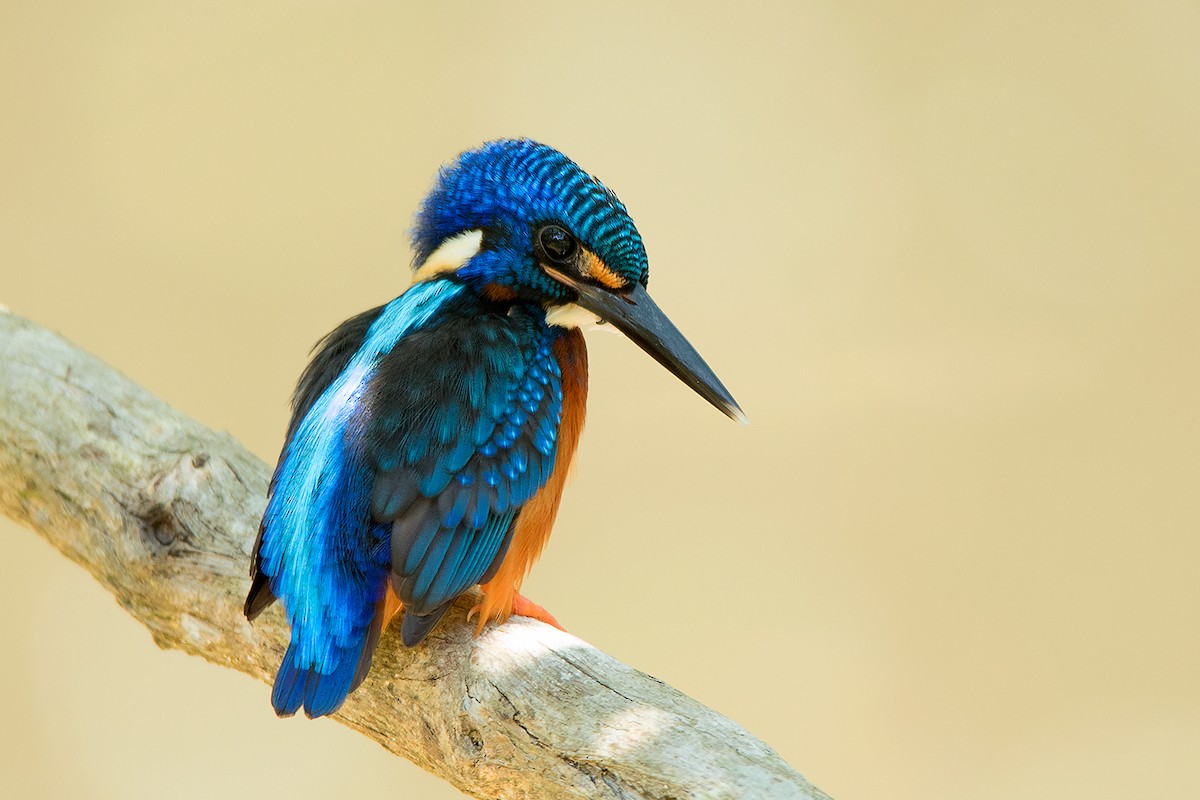 Blue-eared Kingfisher - ML346644701