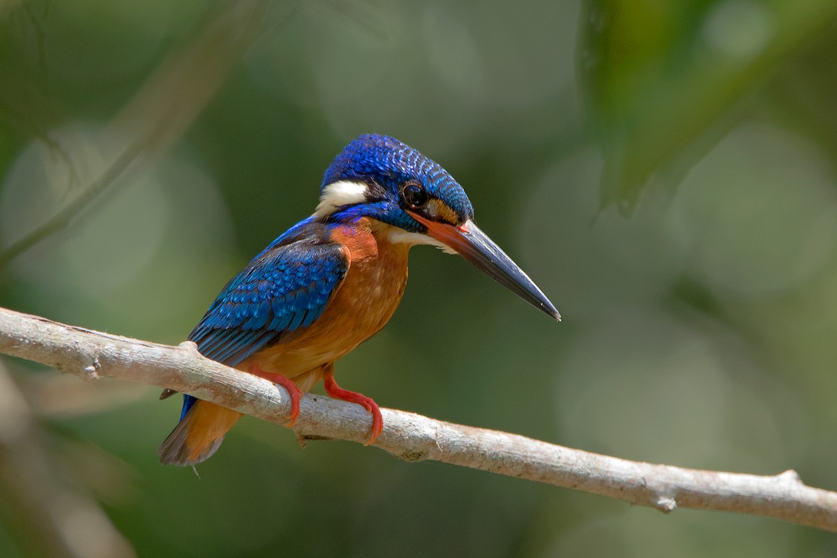 Blue-eared Kingfisher - ML346644761