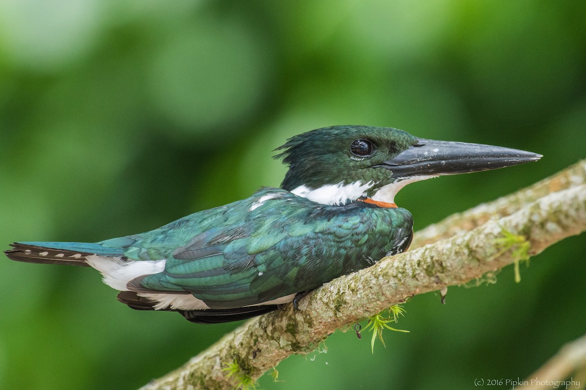 Amazon Kingfisher - Tal Pipkin