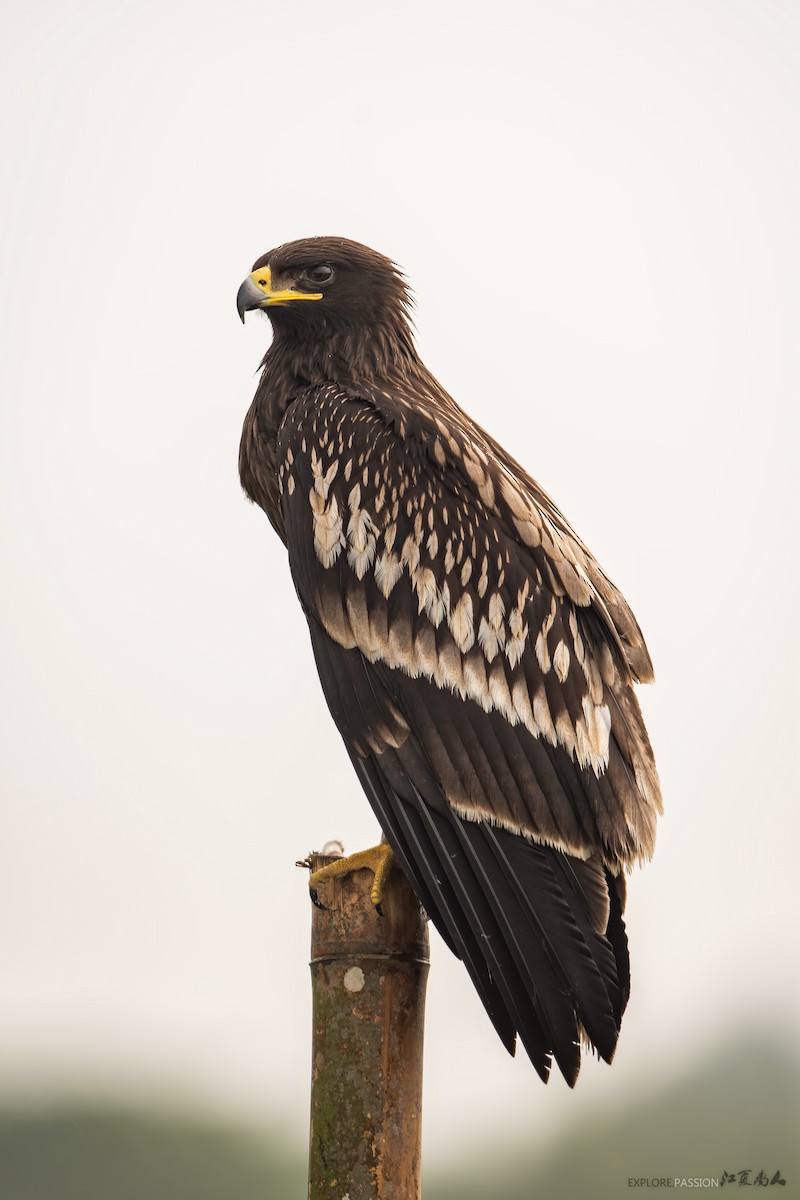 Greater Spotted Eagle - ML346644951