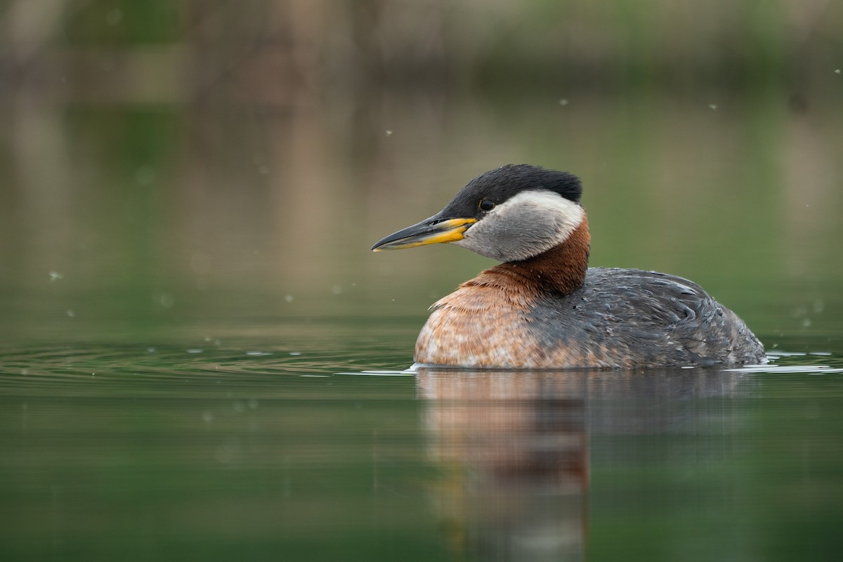 Red-necked Grebe - ML346646591