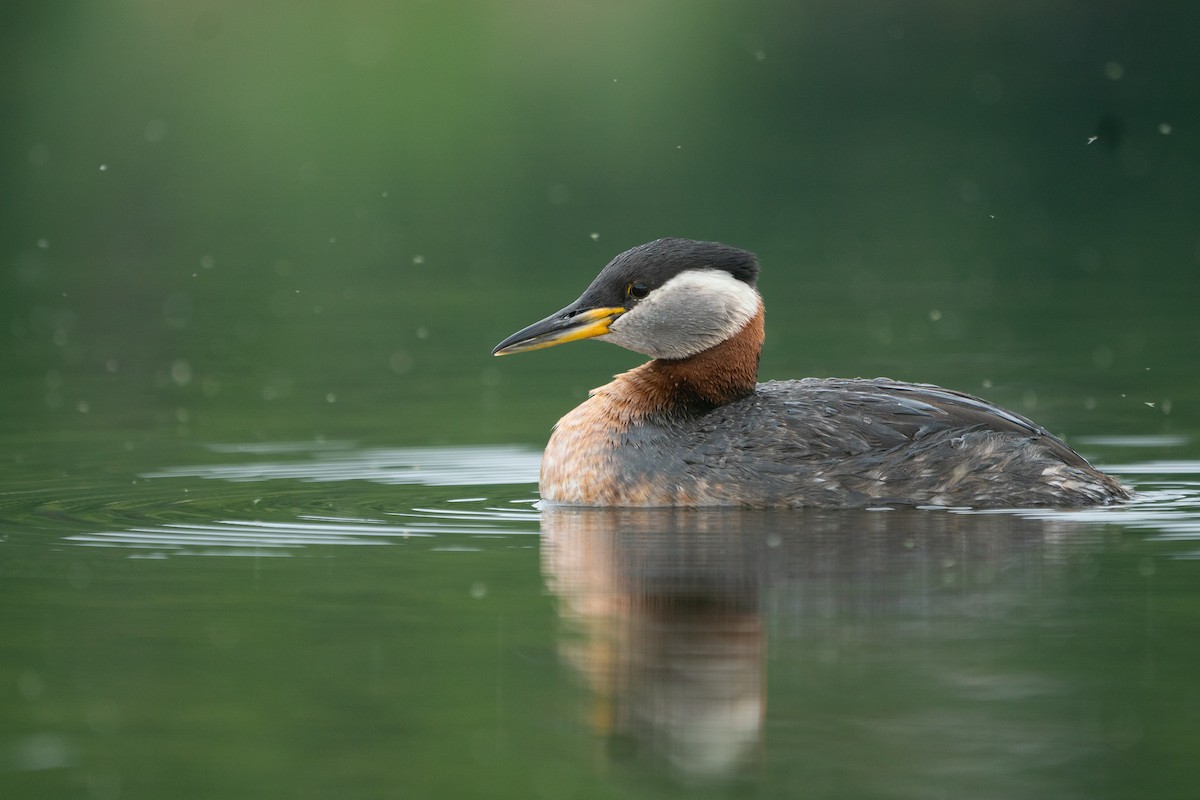 Red-necked Grebe - ML346646601