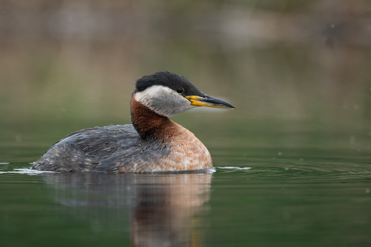 Red-necked Grebe - ML346646611