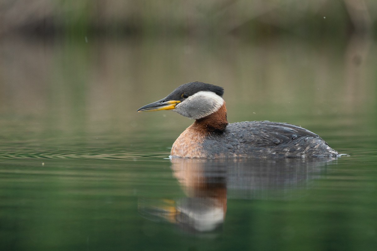 Red-necked Grebe - ML346646631