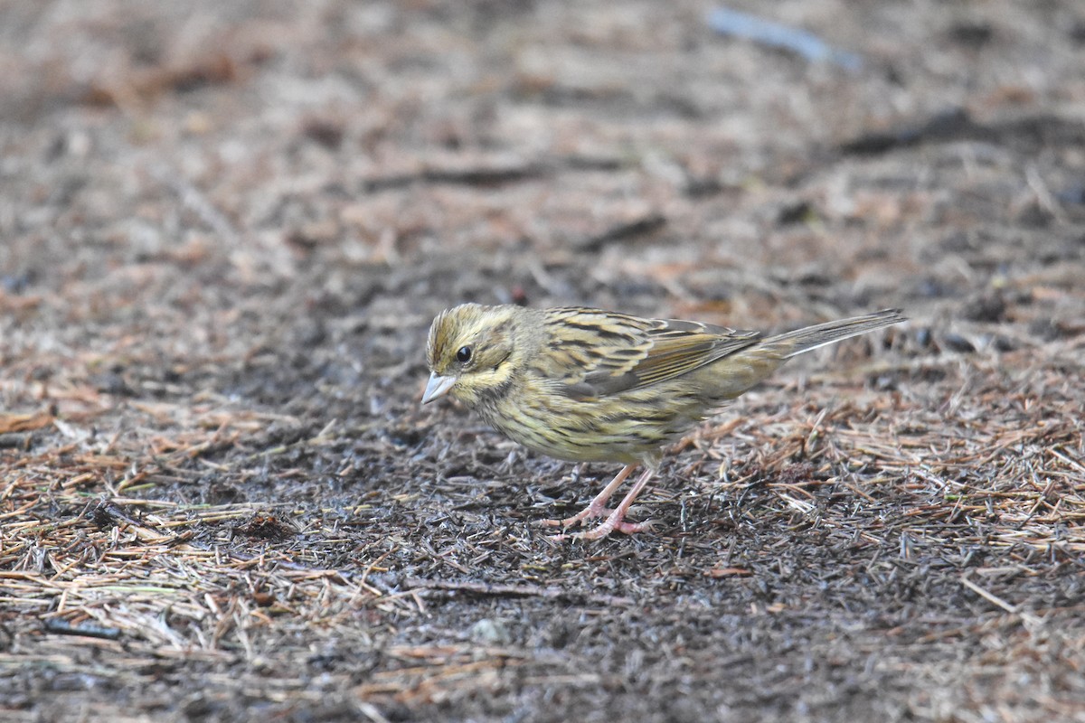 Black-faced/Masked Bunting - ML346651881
