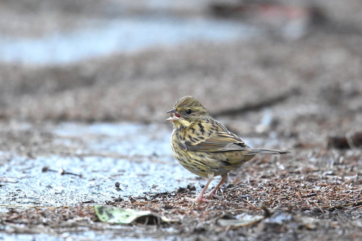 Black-faced/Masked Bunting - ML346651911