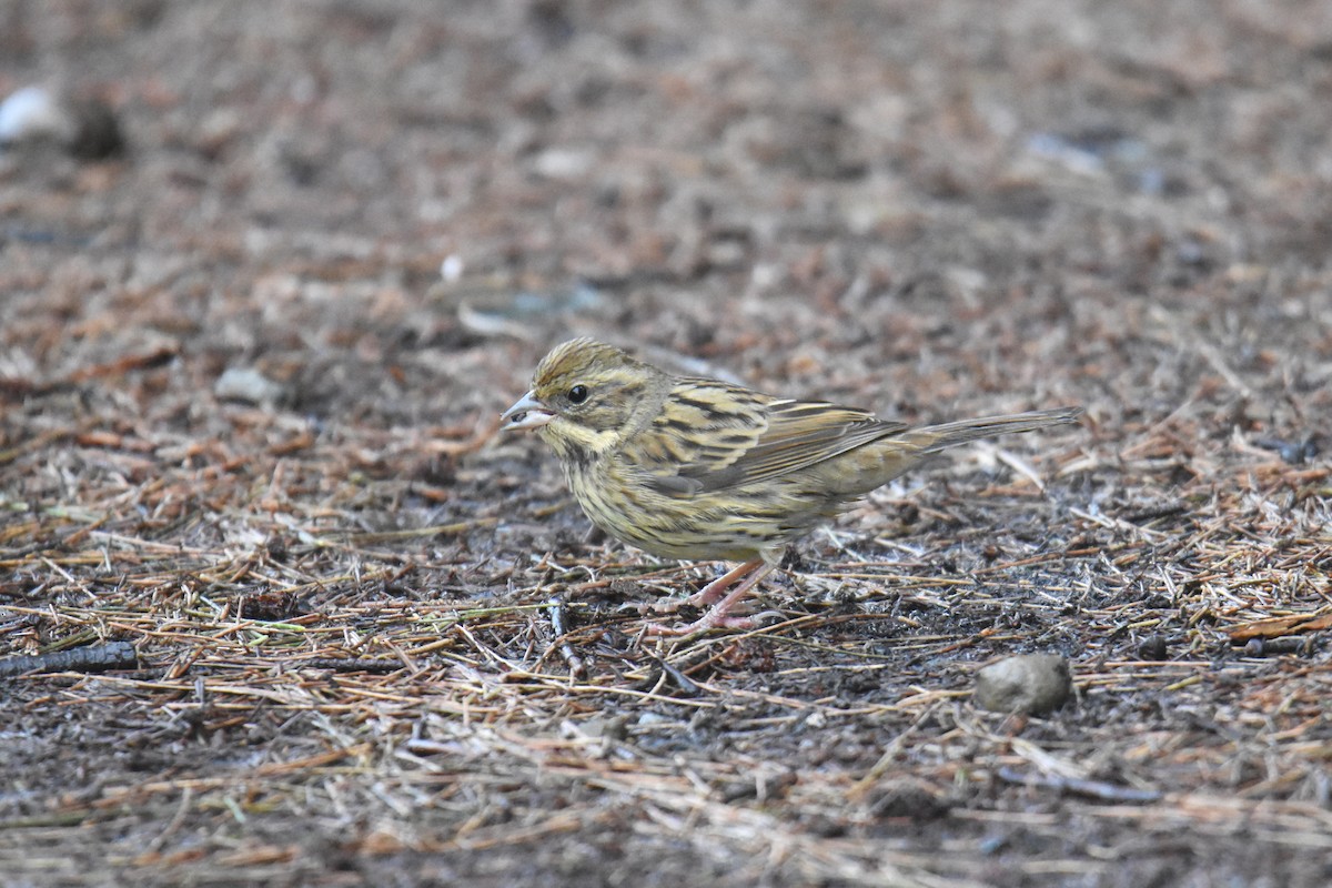 Black-faced/Masked Bunting - ML346651921