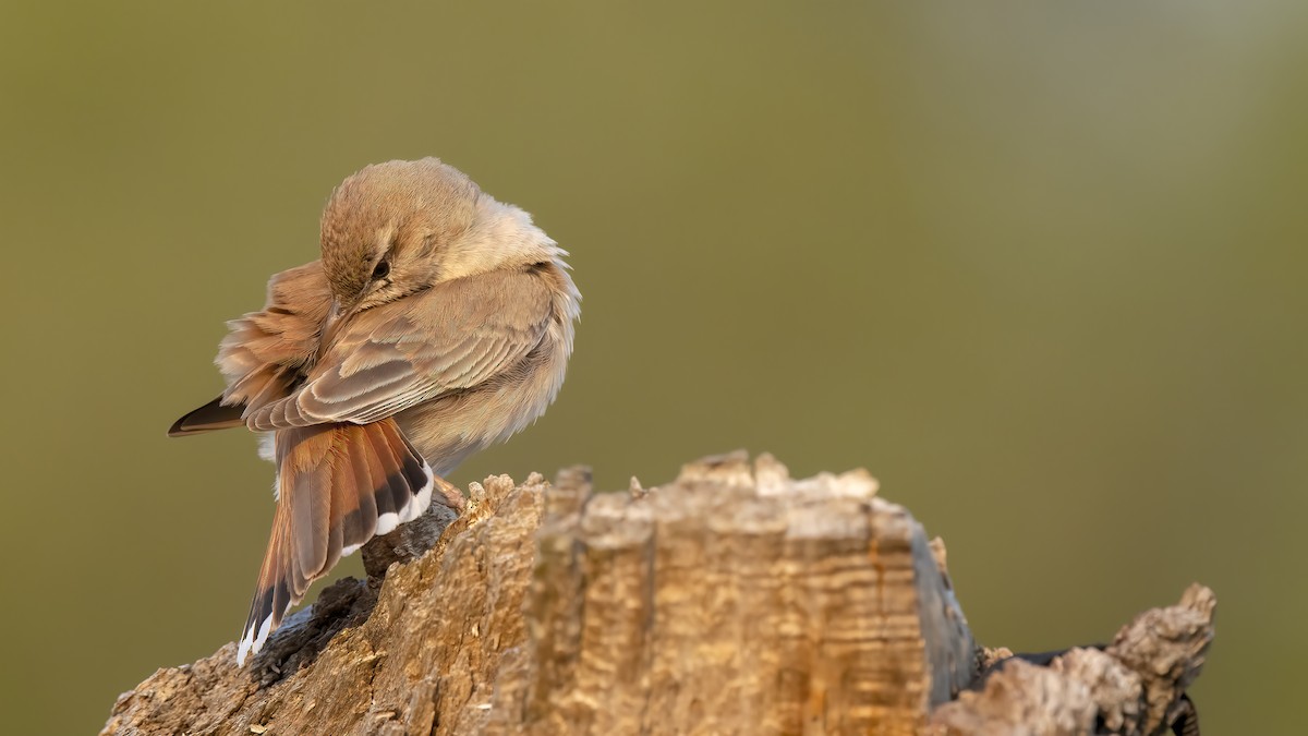 Rufous-tailed Scrub-Robin - Ferit Başbuğ