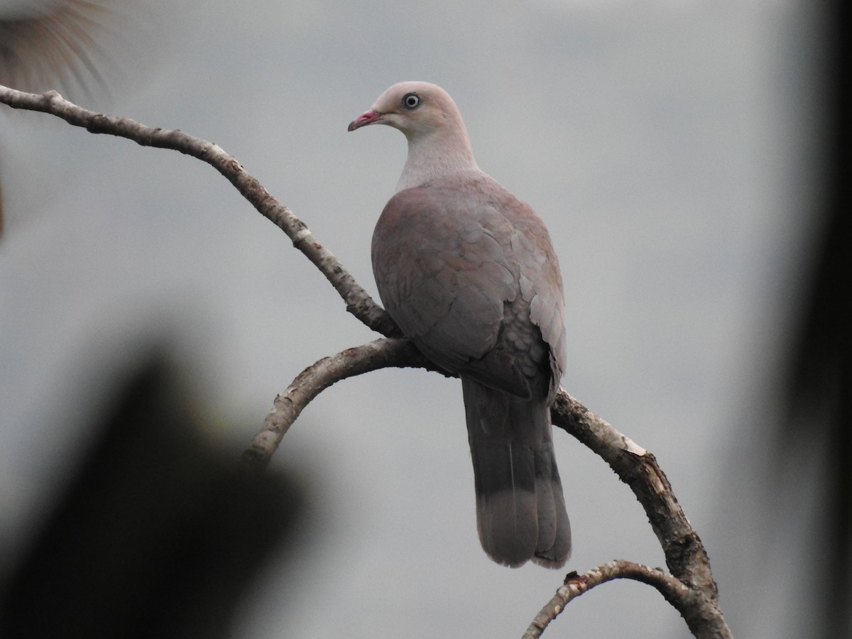 Mountain Imperial-Pigeon - ML346653421