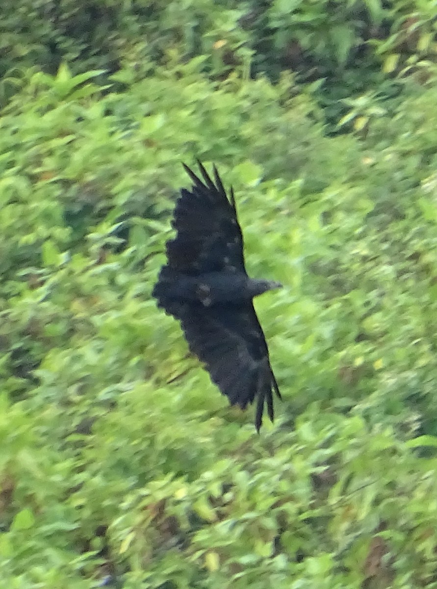 Fan-tailed Raven - ML346657591