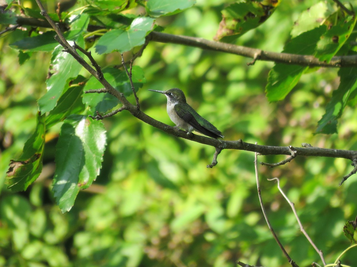 Ruby-throated Hummingbird - Clayton  Koonce