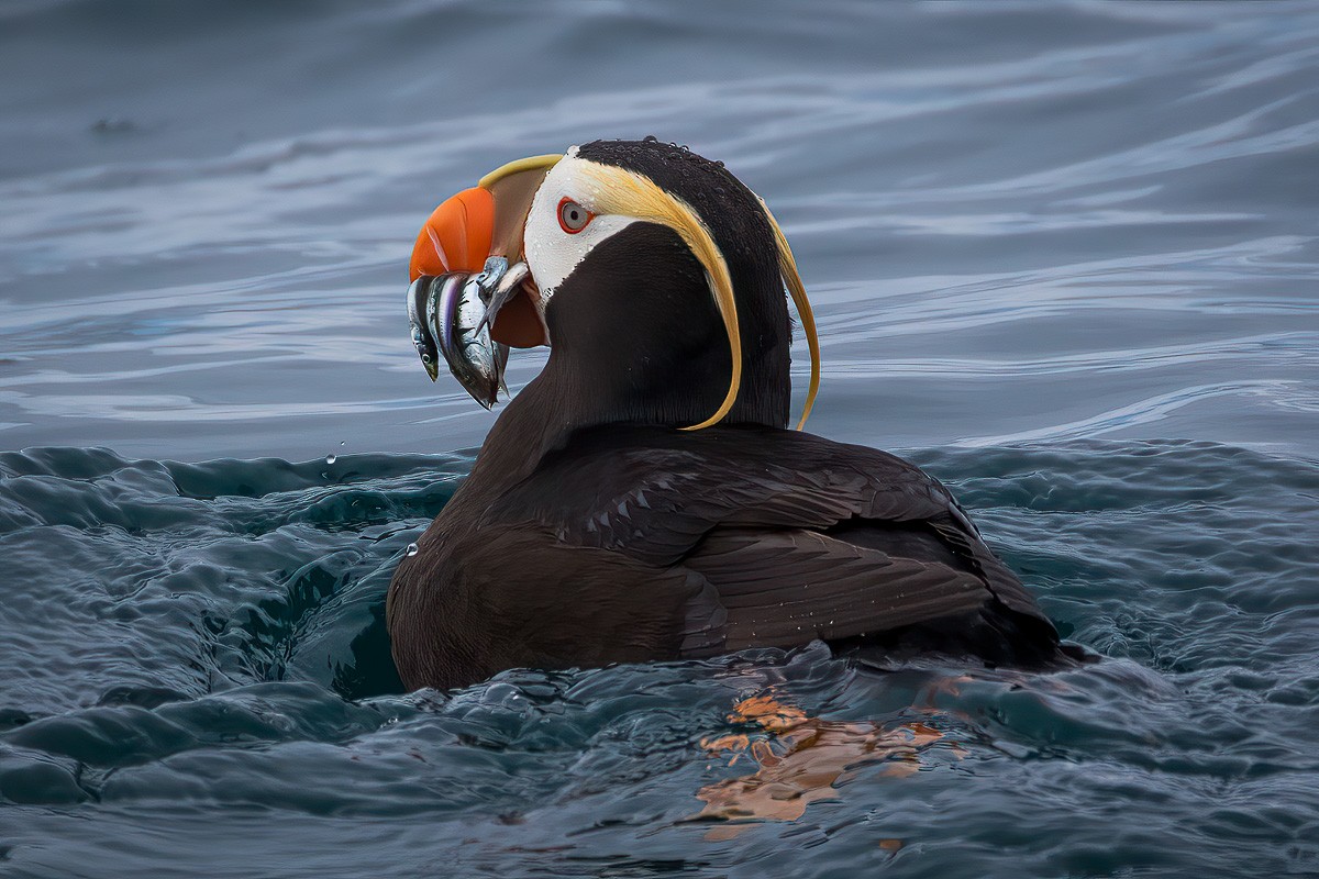 Tufted Puffin - ML346661771