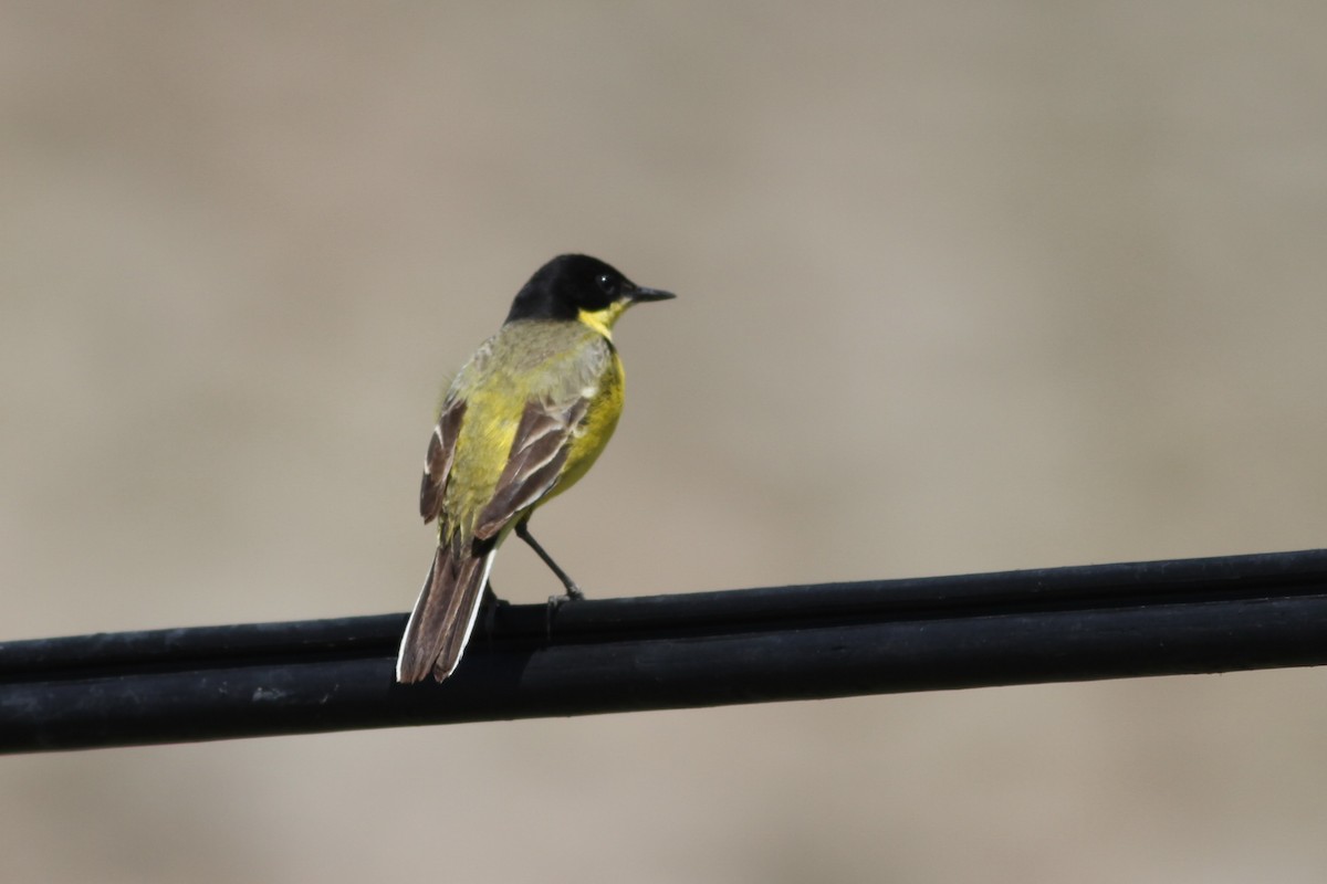 wagtail sp. - ML346666601