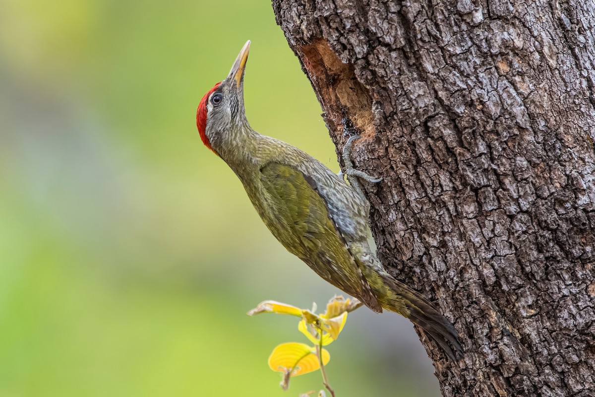 Streak-throated Woodpecker - Ngoc Sam Thuong Dang