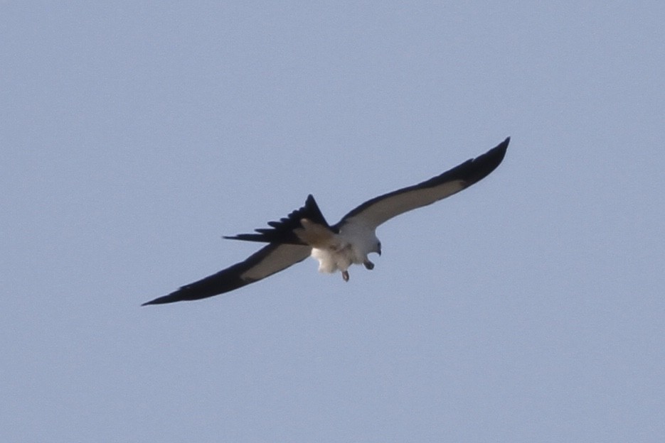 Swallow-tailed Kite - ML346670731