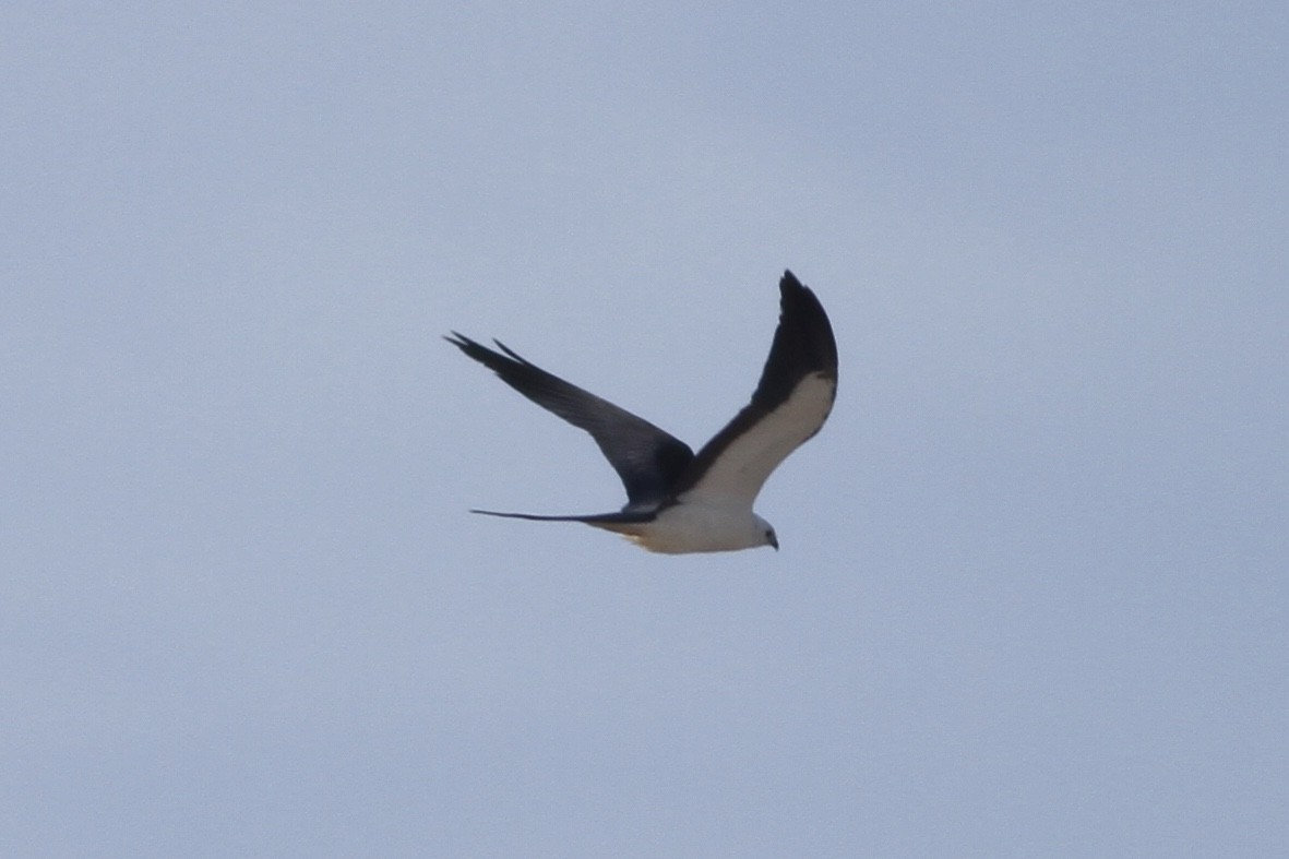 Swallow-tailed Kite - ML346670741