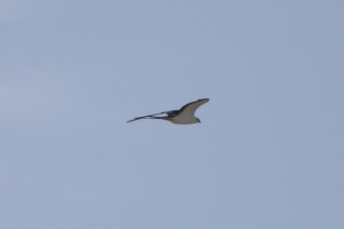 Swallow-tailed Kite - ML346670751