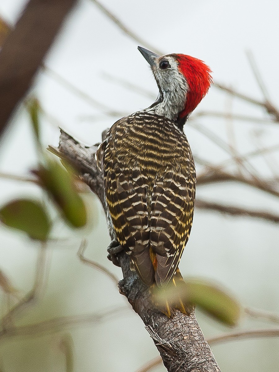Cardinal Woodpecker - Giuseppe Citino