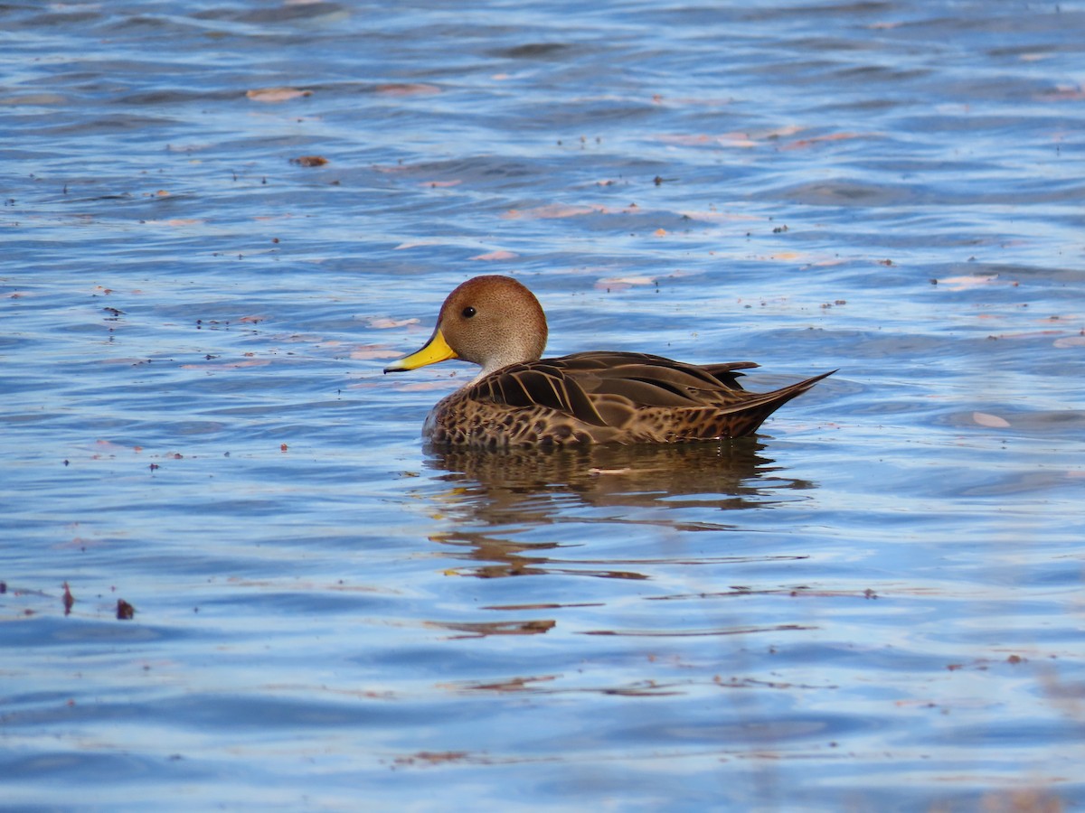 Yellow-billed Pintail - Pierre Pitte
