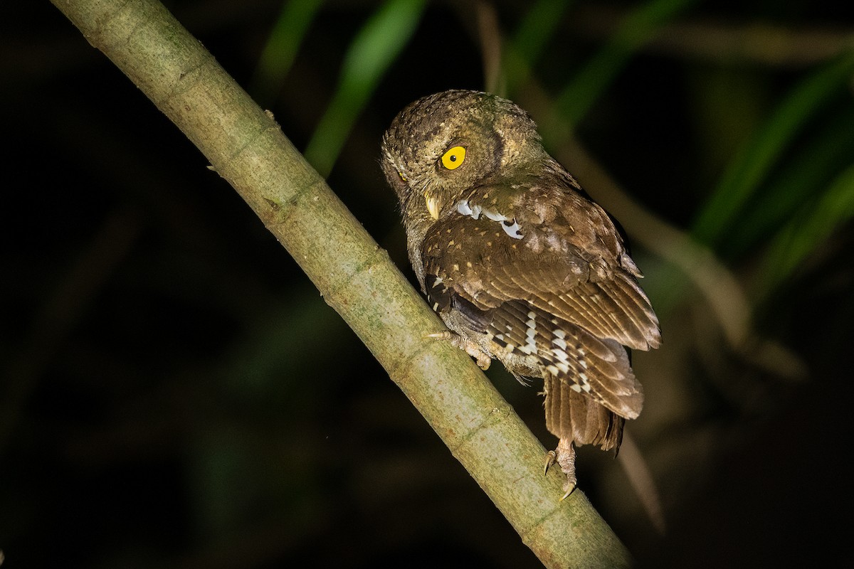 Andaman Scops-Owl - ML346692541