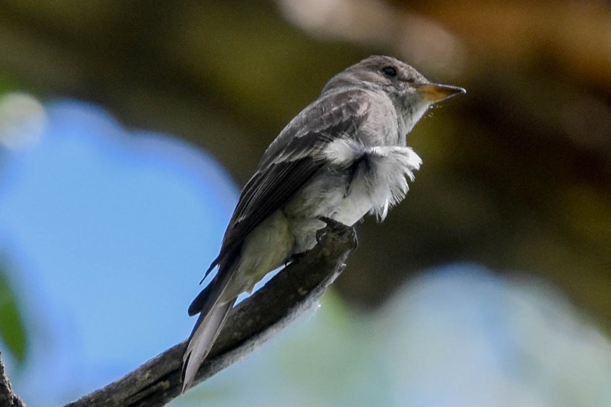 Gray Flycatcher - Ted Kavanagh
