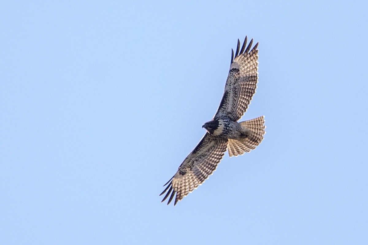 Red-tailed Hawk - ML34669431