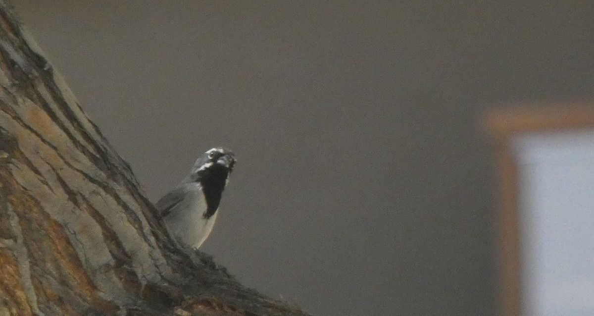 Black-throated Sparrow - ML346698581