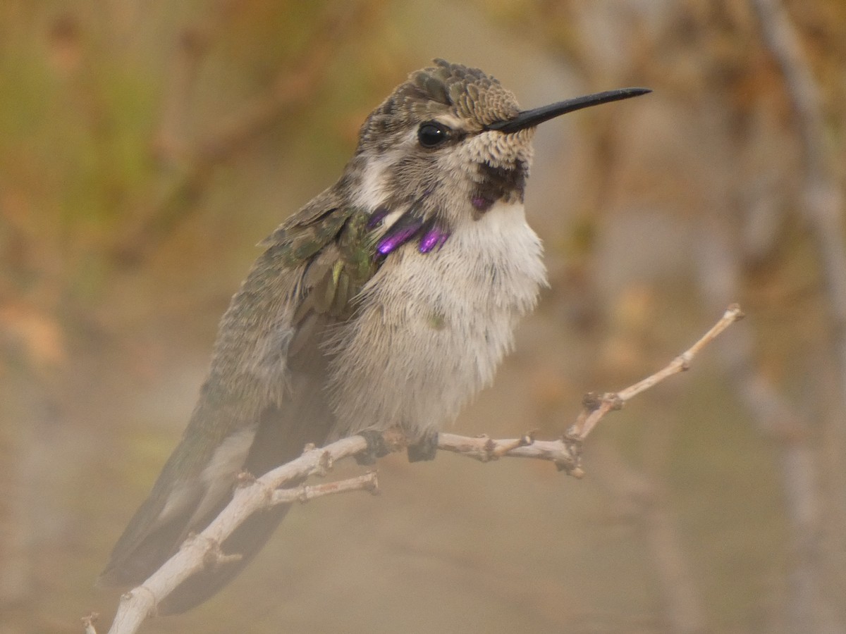 Costa's Hummingbird - Braxton Landsman