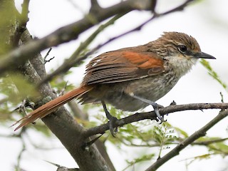  - Chinchipe Spinetail