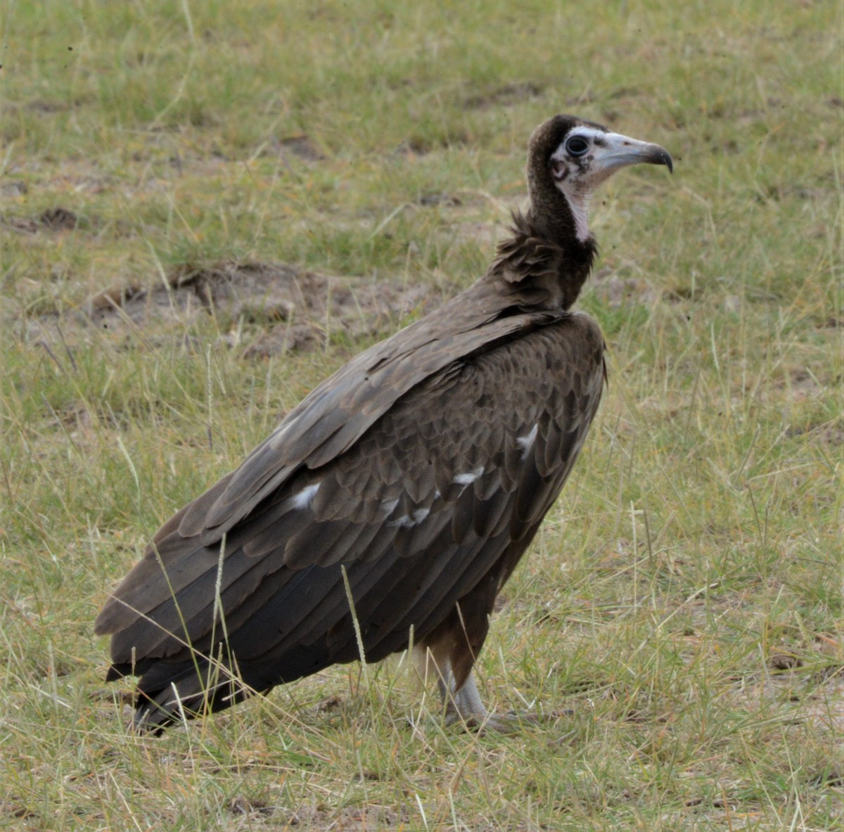 Hooded Vulture - Bertina K