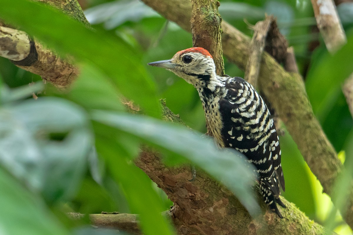 Freckle-breasted Woodpecker - ML346704141