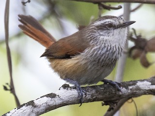  - Necklaced Spinetail