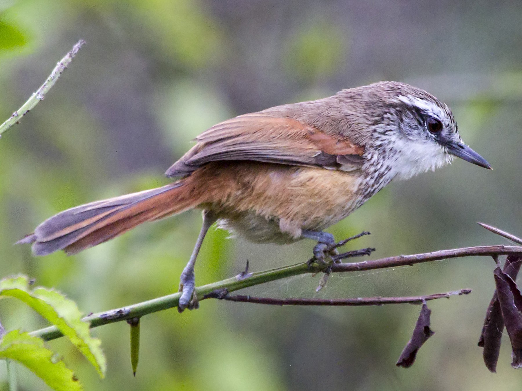 Necklaced Spinetail - Manolo Arribas
