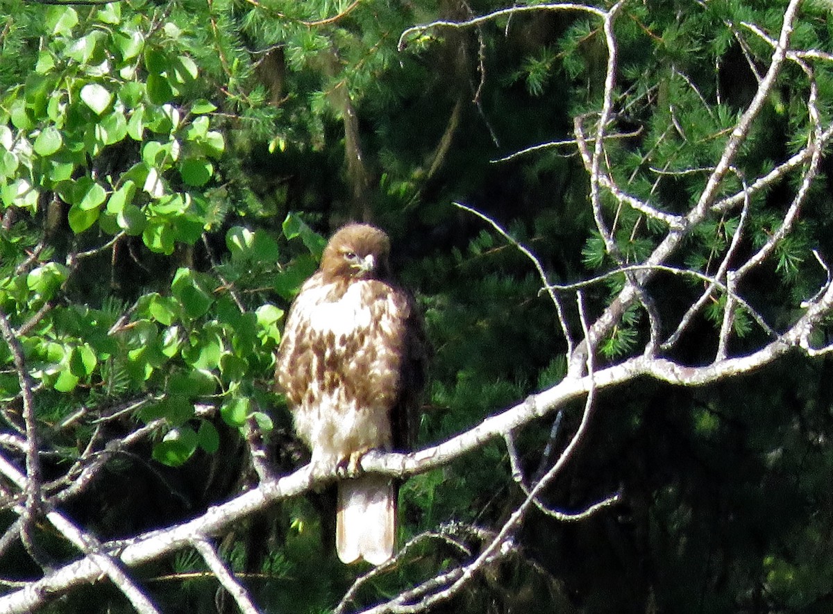 Red-tailed Hawk - ML346705201