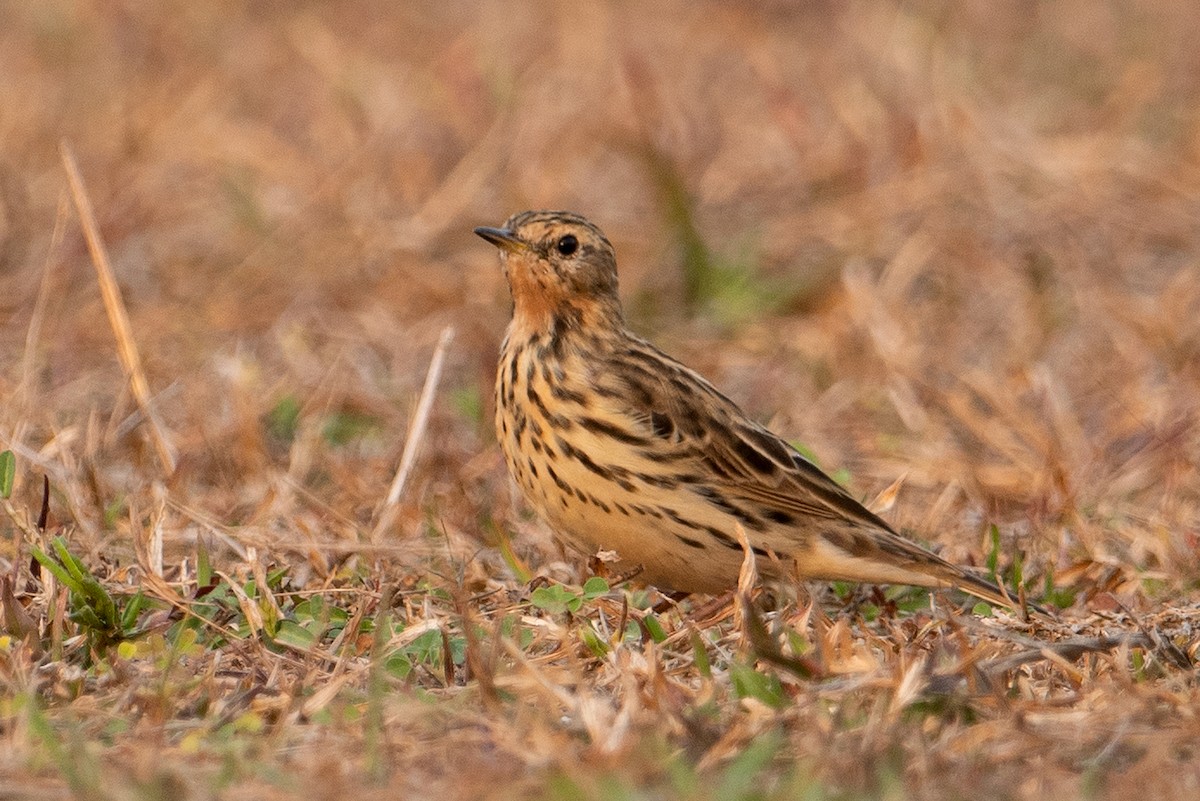 Red-throated Pipit - Aseem Kothiala