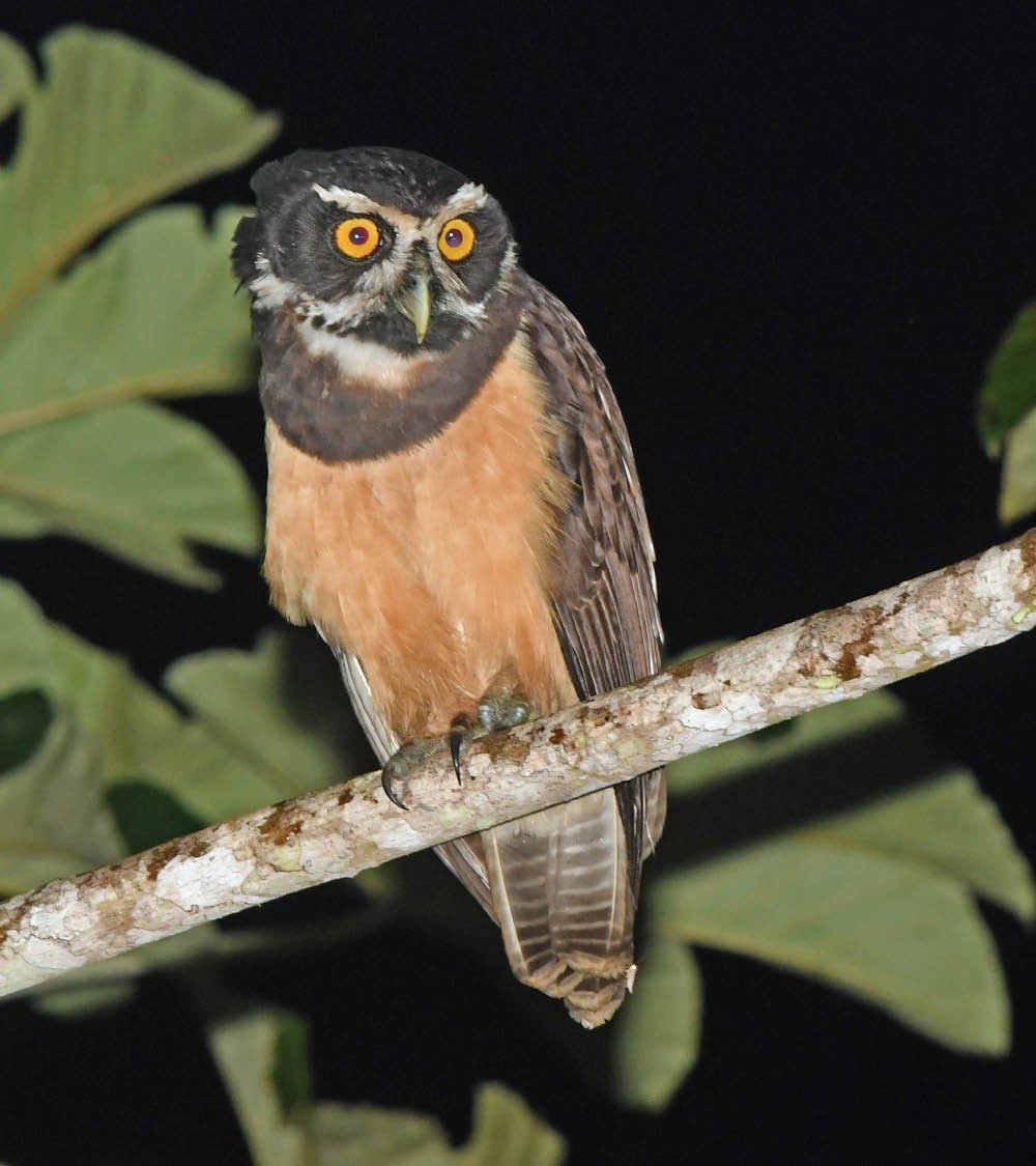 Spectacled Owl - ML346706561