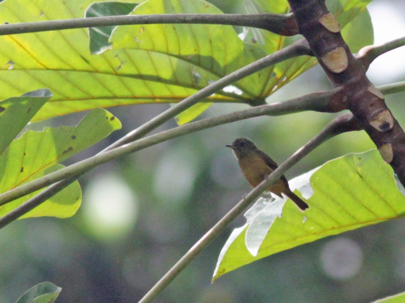 Sierra de Lema Flycatcher - Jay McGowan